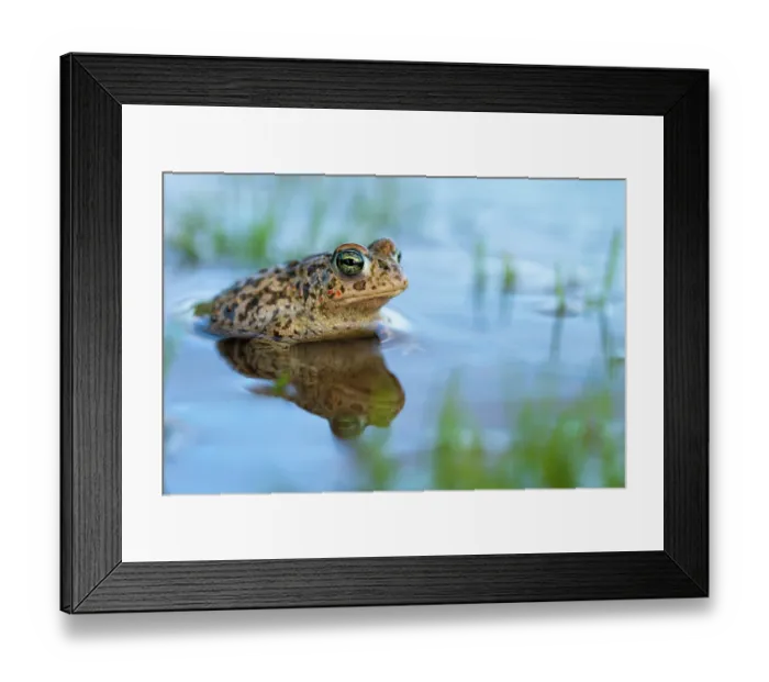 Framed Print : Natterjack toad (Epidalea calamita) resting in shallow water, Millingerwaard, The Netherlands. March Framed Print : Natterjack toad (Epidalea calamita) resting in shallow water, Millingerwaard, The Netherlands. March