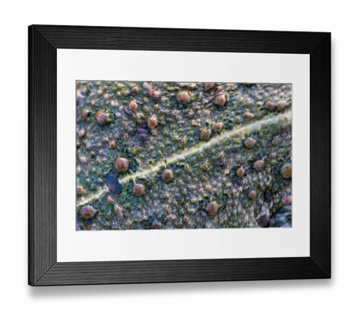 Framed Print : Natterjack toad (Epidalea calamita) close up of skin showing poison glands and vertebral stripe, Millingerwaard, The Netherlands. March Framed Print : Natterjack toad (Epidalea calamita) close up of skin showing poison glands and vertebral stripe, Millingerwaard, The Netherlands. March