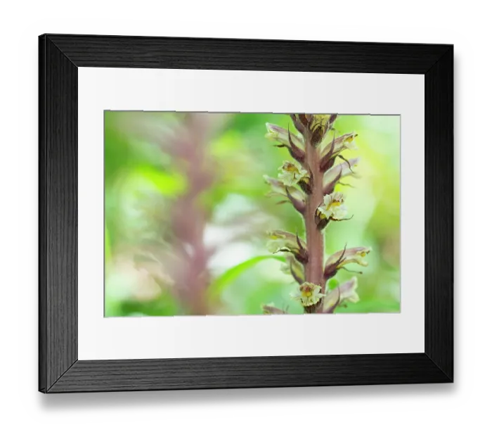 Framed Print : RF - Ivy broomrape (Orobanche hederae) in flower, Nijmegen, The Netherlands. June. (This image may be licensed either as rights managed or royalty free.) Framed Print : RF - Ivy broomrape (Orobanche hederae) in flower, Nijmegen, The Netherlands. June. (This image may be licensed either as rights managed or royalty free.)