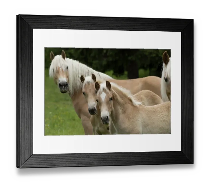 Framed Print : Three Haflinger horses - two mares and two colts, portrait, Hinterglemm, Austria. June Framed Print : Three Haflinger horses - two mares and two colts, portrait, Hinterglemm, Austria. June