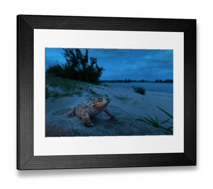 Framed Print : Natterjack toad (Epidalea calamita) on sand at night, Millingerwaard, The Netherlands. May Framed Print : Natterjack toad (Epidalea calamita) on sand at night, Millingerwaard, The Netherlands. May