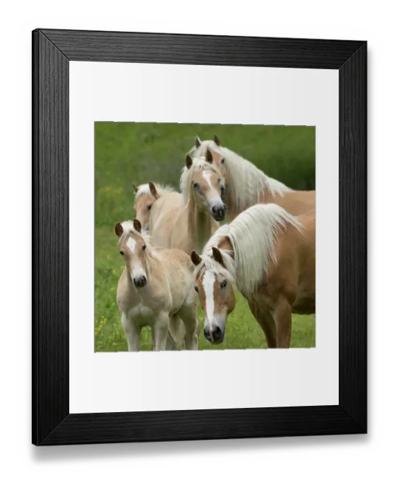 Framed Print : Group of Haflinger horses - two mares, one filly and two colts, portrait, Hinterglemm, Austria. June Framed Print : Group of Haflinger horses - two mares, one filly and two colts, portrait, Hinterglemm, Austria. June