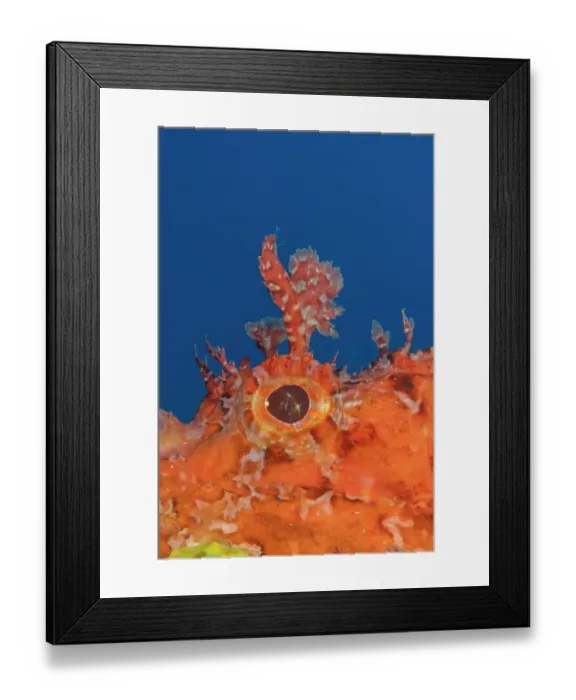 Framed Print : Red scorpionfish (Scorpaena scrofa) eye detail, Vis Island, Croatia, Adriatic Sea Framed Print : Red scorpionfish (Scorpaena scrofa) eye detail, Vis Island, Croatia, Adriatic Sea