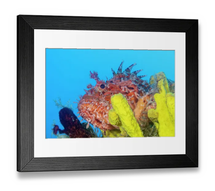 Framed Print : RF - Red scorpionfish (Scorpaena scrofa) among Yellow sponges (Aplysina cavernicola), Vis Island, Croatia, Adriatic Sea Framed Print : RF - Red scorpionfish (Scorpaena scrofa) among Yellow sponges (Aplysina cavernicola), Vis Island, Croatia, Adriatic Sea