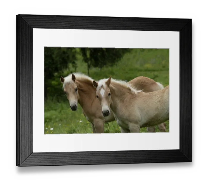 Framed Print : Two Haflinger colts, portrait, Hinterglemm, Austria. June Framed Print : Two Haflinger colts, portrait, Hinterglemm, Austria. June