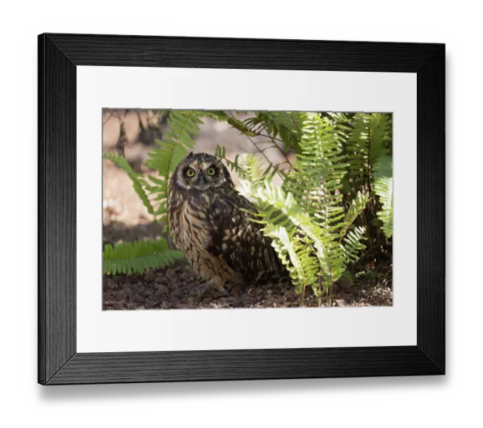 Framed Print : Short eared owl (Asio flammeus) standing alert on the ground, Galapagos Islands Framed Print : Short eared owl (Asio flammeus) standing alert on the ground, Galapagos Islands