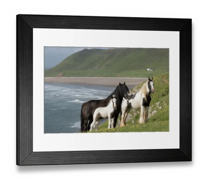 Framed Print : Two free roaming Gypsy Vanner mares and a colt, aged 2 weeks, standing alert, Gower Peninsula, Wales, UK. May