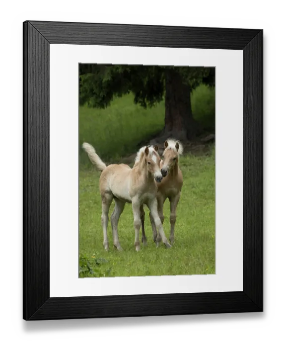 Framed Print : Two Haflinger colts, portrait, Hinterglemm, Austria. June Framed Print : Two Haflinger colts, portrait, Hinterglemm, Austria. June
