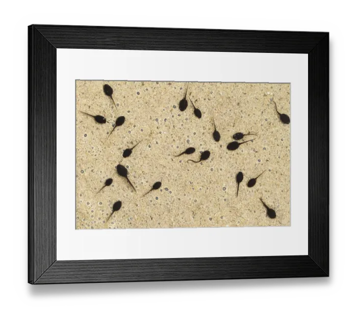 Framed Print : Natterjack toad (Epidalea calamita) tadpoles in shallow water, Millingerwaard, The Netherlands. May Framed Print : Natterjack toad (Epidalea calamita) tadpoles in shallow water, Millingerwaard, The Netherlands. May