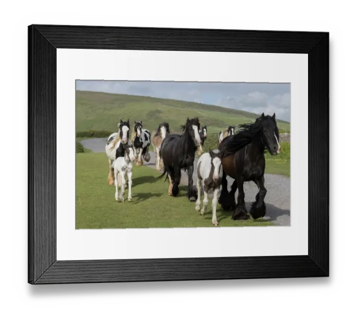 Framed Print : Herd of free roaming Gypsy Vanner horses trotting, Gower Peninsula, Wales, UK. May Framed Print : Herd of free roaming Gypsy Vanner horses trotting, Gower Peninsula, Wales, UK. May
