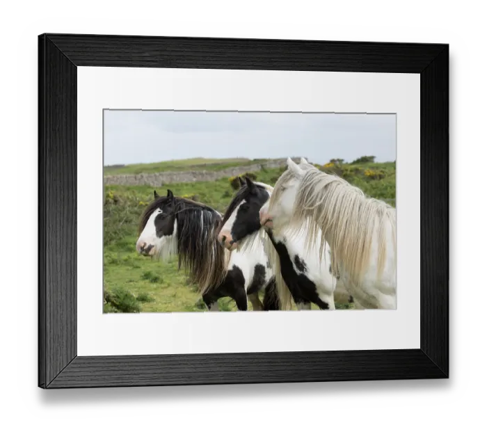 Framed Print : Three free roaming Gypsy Vanner horses - two piebald mares and a golden stallion, portrait, Gower Peninsula, Wales, UK. May Framed Print : Three free roaming Gypsy Vanner horses - two piebald mares and a golden stallion, portrait, Gower Peninsula, Wales, UK. May