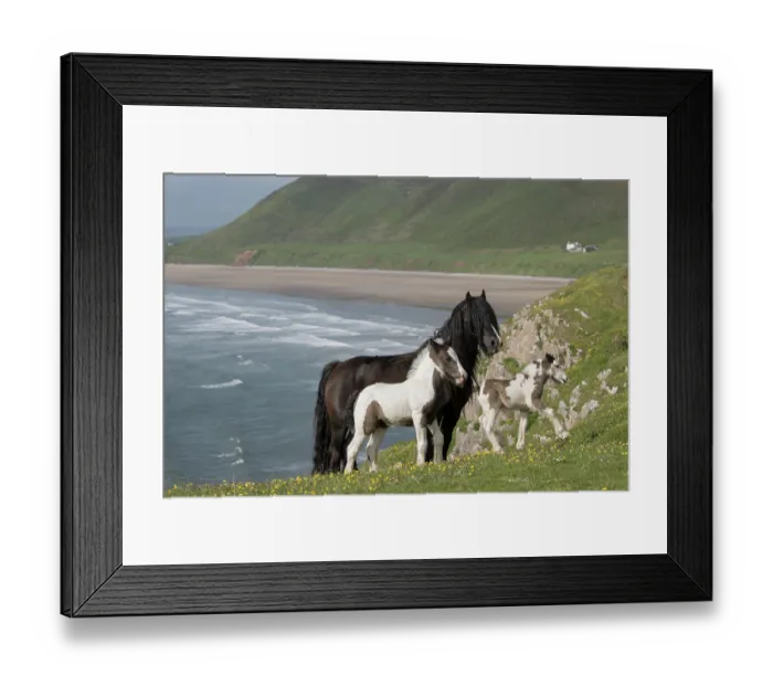 Framed Print : Free roaming Gypsy Vanner mare with two colts, aged 2 weeks, standing alert, Gower Peninsula, Wales, UK. May Framed Print : Free roaming Gypsy Vanner mare with two colts, aged 2 weeks, standing alert, Gower Peninsula, Wales, UK. May