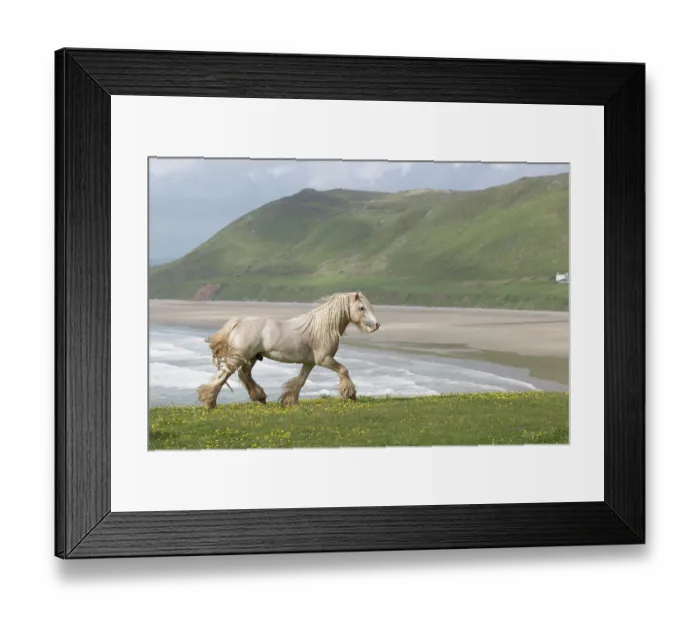 Framed Print : Free roaming golden Gypsy Vanner stallion trotting over grassland with beach in background, Gower Peninsula, Wales, UK. May Framed Print : Free roaming golden Gypsy Vanner stallion trotting over grassland with beach in background, Gower Peninsula, Wales, UK. May