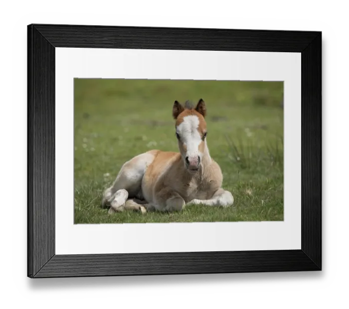 Framed Print : Free roaming Gypsy Vanner colt lying down on grass, Gower Peninsula, Wales, UK. May