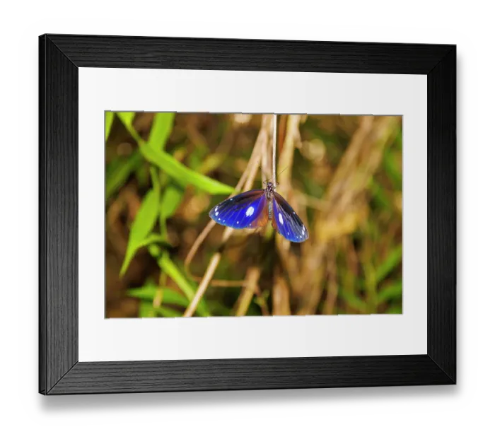 Framed Print : Blue-banded butterfly (Euploea eunice) resting on a stem, Guam, Micronesia Framed Print : Blue-banded butterfly (Euploea eunice) resting on a stem, Guam, Micronesia