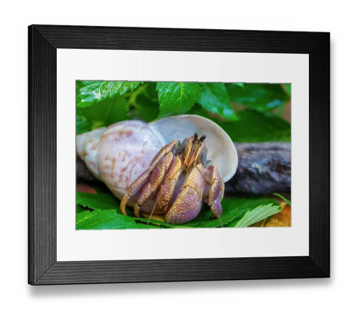 Framed Print : Coconut crab (Birgus latro) juvenile, portrait, Guam, Micronesia Framed Print : Coconut crab (Birgus latro) juvenile, portrait, Guam, Micronesia