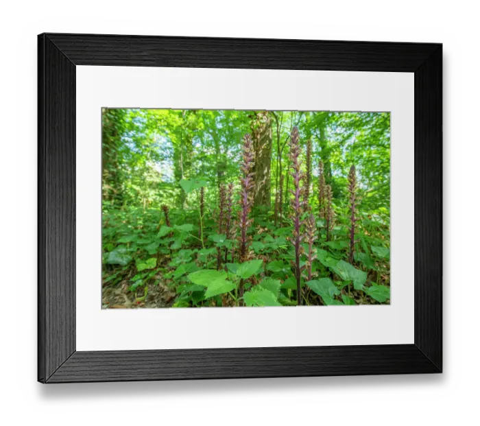 Framed Print : RF - Ivy broomrape (Orobanche hederae) growing among Ivy (Hedera helix), Nijmegen, The Netherlands. June. (This image may be licensed either as rights managed or royalty free.) Framed Print : RF - Ivy broomrape (Orobanche hederae) growing among Ivy (Hedera helix), Nijmegen, The Netherlands. June. (This image may be licensed either as rights managed or royalty free.)