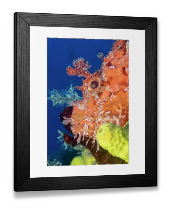 Framed Print : Red scorpionfish (Scorpaena scrofa) head portrait, Vis Island, Croatia, Adriatic Sea Framed Print : Red scorpionfish (Scorpaena scrofa) head portrait, Vis Island, Croatia, Adriatic Sea