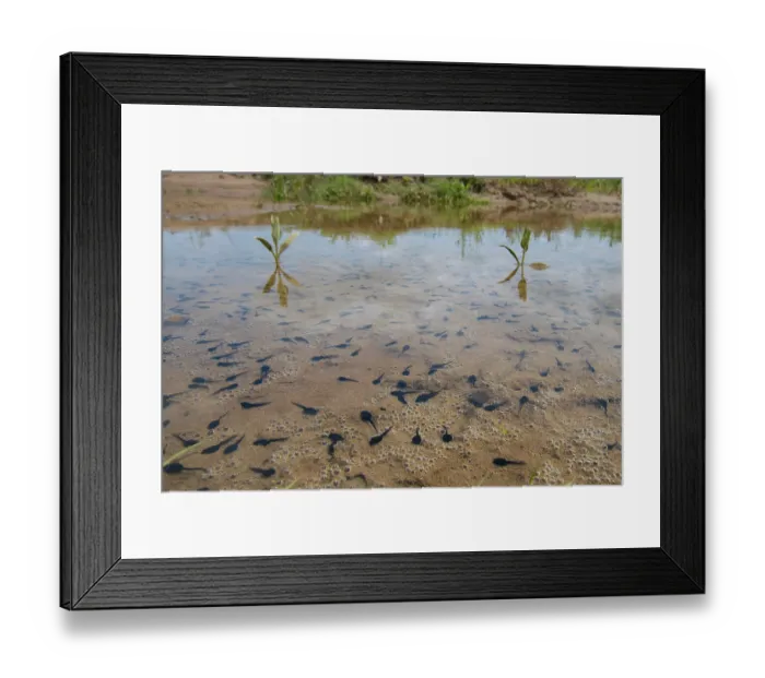 Framed Print : Natterjack toad (Epidalea calamita) tadpoles in shallow water, Millingerwaard, The Netherlands. May Framed Print : Natterjack toad (Epidalea calamita) tadpoles in shallow water, Millingerwaard, The Netherlands. May