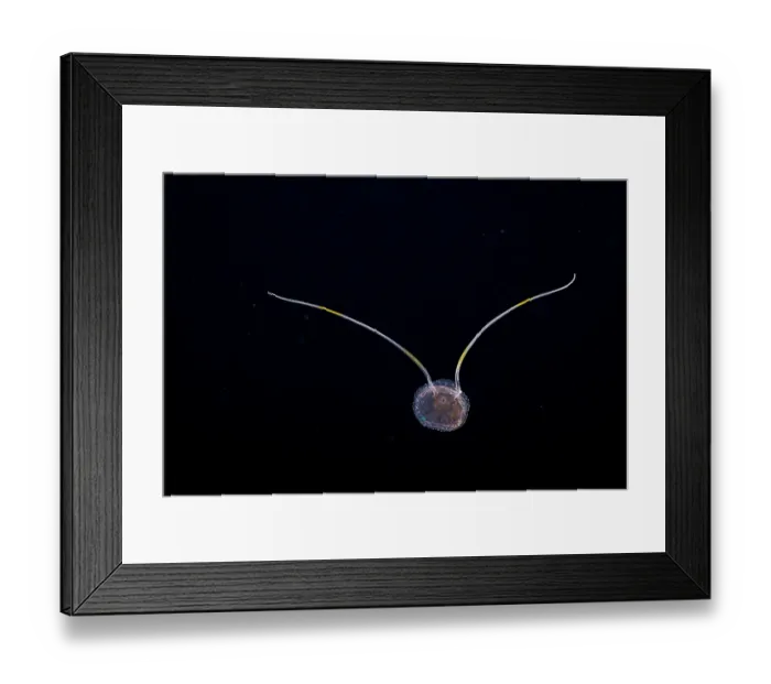 Framed Print : Narcomedusa (Solmundella bitentaculata) portrait, at night on a blackwater dive in the open ocean two miles off the island of Guam, Micronesia, Pacific Ocean Framed Print : Narcomedusa (Solmundella bitentaculata) portrait, at night on a blackwater dive in the open ocean two miles off the island of Guam, Micronesia, Pacific Ocean