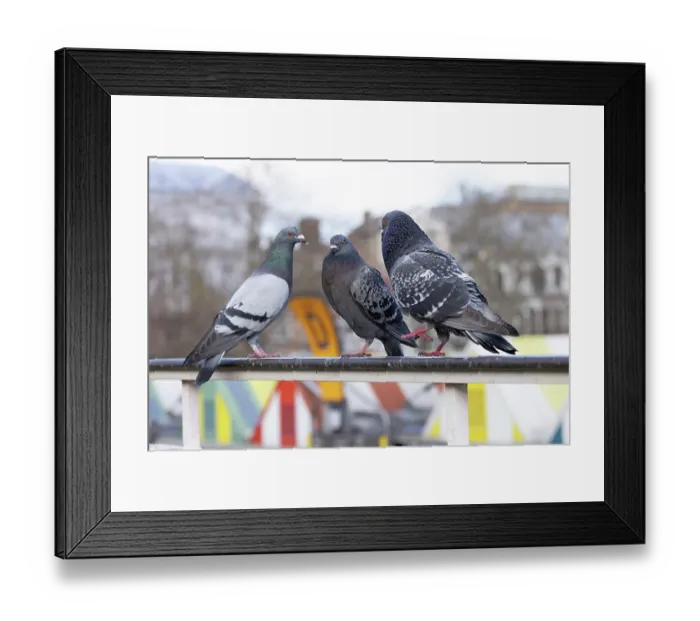Framed Print : Feral pigeons (Columba livia) perched on a metal railing, courtship display, Norfolk, England, UK. March Framed Print : Feral pigeons (Columba livia) perched on a metal railing, courtship display, Norfolk, England, UK. March