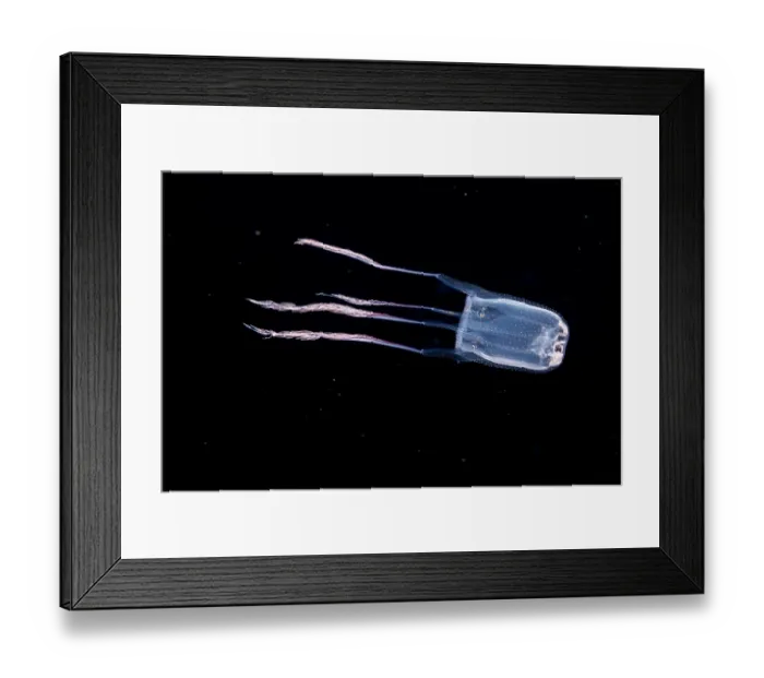 Framed Print : Box jellyfish (Manokia stiasnyi) portrait, at night in open ocean with the bottom 3000 feet below, off the island of Guam, Micronesia, Pacific Ocean