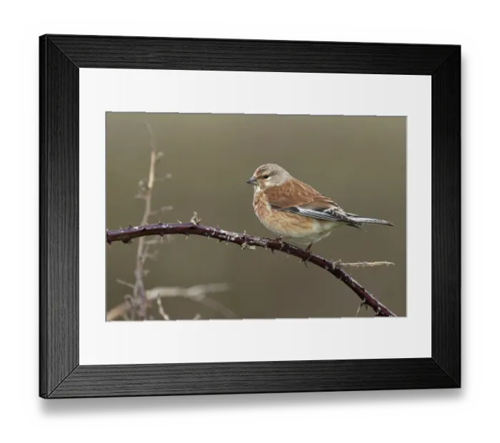 Framed Print : Linnet (Carduelis cannabina) perched on branch, Dorset, England, UK. April Framed Print : Linnet (Carduelis cannabina) perched on branch, Dorset, England, UK. April