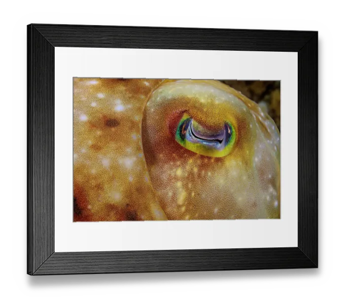 Framed Print : Broadclub cuttlefish (Sepia latimanus) eye detail, Guam, Micronesia, Pacific Ocean Framed Print : Broadclub cuttlefish (Sepia latimanus) eye detail, Guam, Micronesia, Pacific Ocean