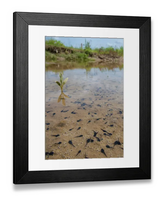 Framed Print : Natterjack toad (Epidalea calamita) tadpoles in shallow water, Millingerwaard, The Netherlands. May Framed Print : Natterjack toad (Epidalea calamita) tadpoles in shallow water, Millingerwaard, The Netherlands. May