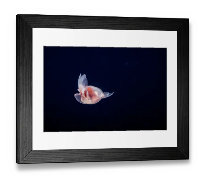 Framed Print : Sea angel (Hydromyles globulosus) portrait, at night on a blackwater dive in the open ocean six miles off the island of Guam, Micronesia, Pacific Ocean Framed Print : Sea angel (Hydromyles globulosus) portrait, at night on a blackwater dive in the open ocean six miles off the island of Guam, Micronesia, Pacific Ocean