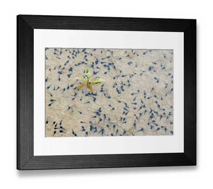 Framed Print : Natterjack toad (Epidalea calamita) tadpoles in shallow water, Millingerwaard, The Netherlands. May Framed Print : Natterjack toad (Epidalea calamita) tadpoles in shallow water, Millingerwaard, The Netherlands. May