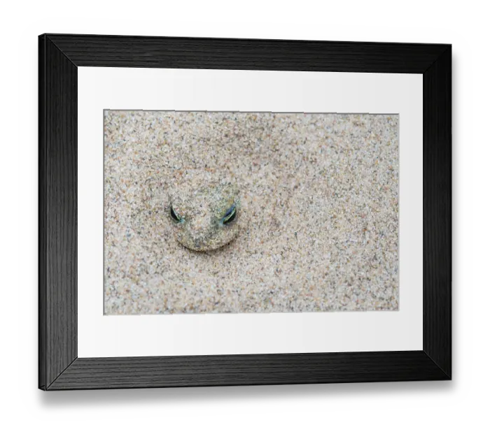 Framed Print : Natterjack toad (Epidalea calamita) buried in sand during the day, Millingerwaard, The Netherlands. May Framed Print : Natterjack toad (Epidalea calamita) buried in sand during the day, Millingerwaard, The Netherlands. May