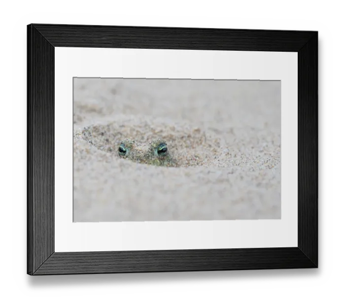 Framed Print : Natterjack toad (Epidalea calamita) buried in sand during the day, Millingerwaard, The Netherlands. May