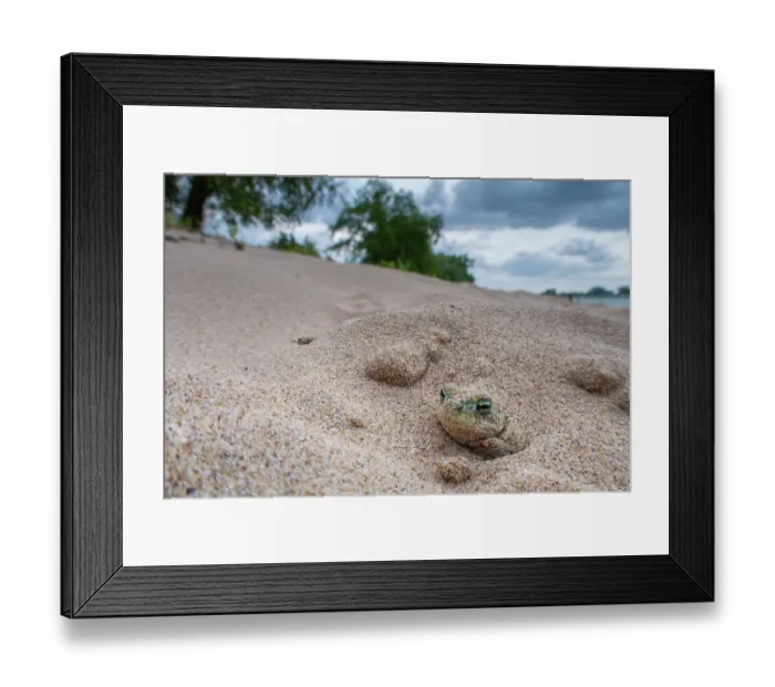 Framed Print : Natterjack toad (Epidalea calamita) buried in sand during the day, Millingerwaard, The Netherlands. May