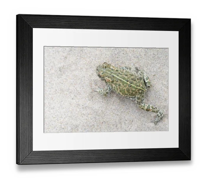 Framed Print : Natterjack toad (Epidalea calamita) moving over sand, Millingerwaard, The Netherlands. May Framed Print : Natterjack toad (Epidalea calamita) moving over sand, Millingerwaard, The Netherlands. May