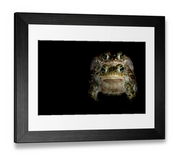 Framed Print : Natterjack toads (Epidalea calamita) pair in amplexus at night, Nijmegen, The Netherlands. May Framed Print : Natterjack toads (Epidalea calamita) pair in amplexus at night, Nijmegen, The Netherlands. May