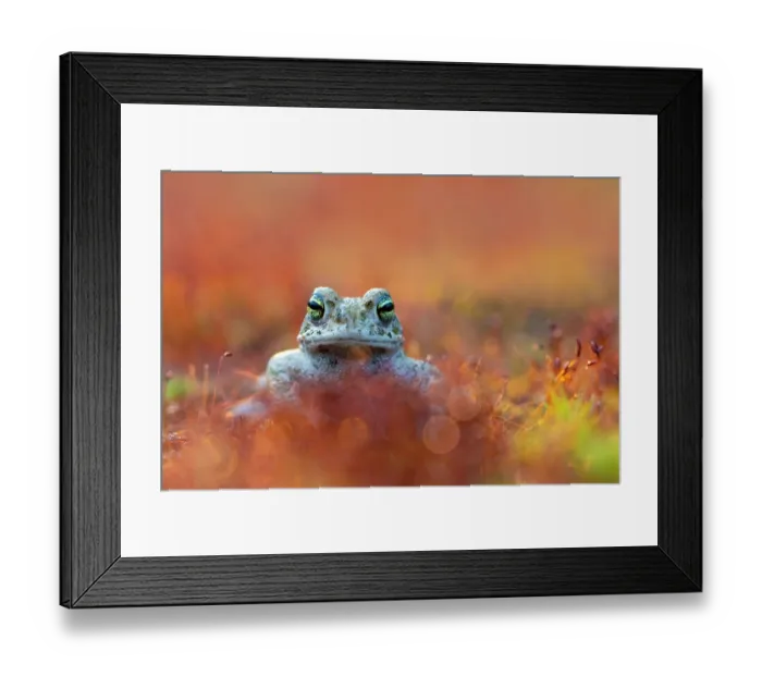 Framed Print : Natterjack toad (Epidalea calamita) portrait, Nijmegen, The Netherlands. May Framed Print : Natterjack toad (Epidalea calamita) portrait, Nijmegen, The Netherlands. May