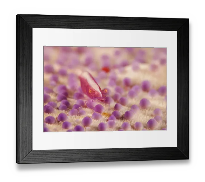 Framed Print : Starfish shrimp (Zenopontonia soror) living on the surface of a Cushion starfish (Culcita novaeguineae), Guam, Micronesia, Pacific Ocean Framed Print : Starfish shrimp (Zenopontonia soror) living on the surface of a Cushion starfish (Culcita novaeguineae), Guam, Micronesia, Pacific Ocean