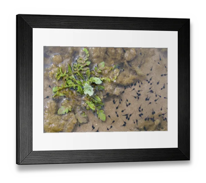 Framed Print : Natterjack toad (Epidalea calamita) tadpoles in shallow water, Millingerwaard, The Netherlands. May Framed Print : Natterjack toad (Epidalea calamita) tadpoles in shallow water, Millingerwaard, The Netherlands. May