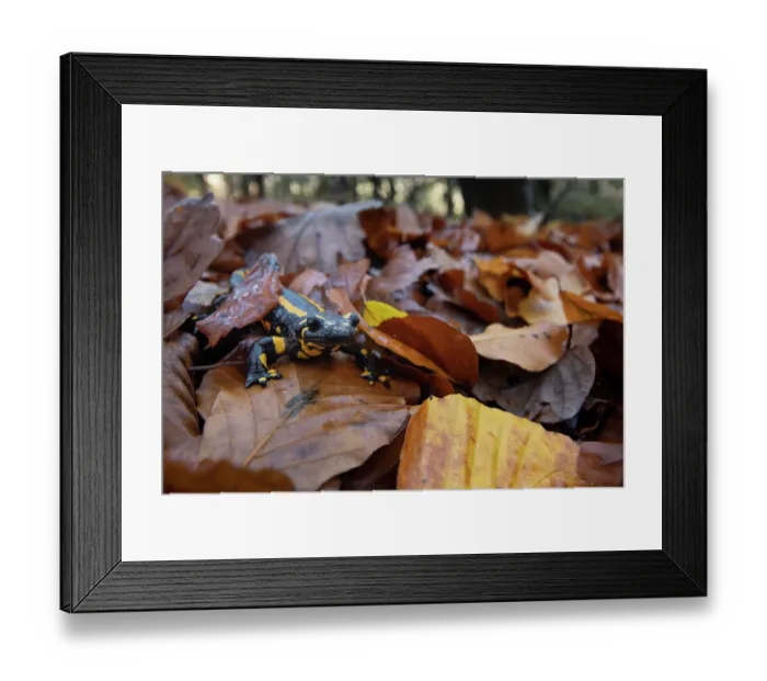 Framed Print : RF - Fire salamander (Salamandra salamandra) among dried leaves, Hallerbos, Belgium. November. (This image may be licensed either as rights managed or royalty free.) Framed Print : RF - Fire salamander (Salamandra salamandra) among dried leaves, Hallerbos, Belgium. November. (This image may be licensed either as rights managed or royalty free.)