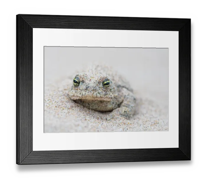 Framed Print : Natterjack toad (Epidalea calamita) buried in sand during the day, Millingerwaard, The Netherlands. May Framed Print : Natterjack toad (Epidalea calamita) buried in sand during the day, Millingerwaard, The Netherlands. May