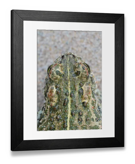 Framed Print : Natterjack toad (Epidalea calamita) head portrait, close up of skin showing poison glands and vertebral stripe, Millingerwaard, The Netherlands. May