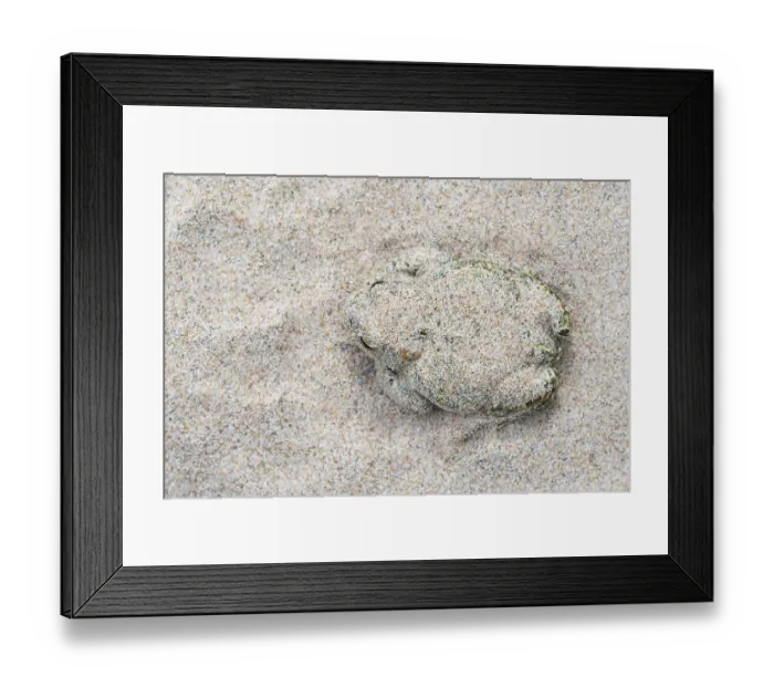 Framed Print : Natterjack toad (Epidalea calamita) buried in sand during the day, Millingerwaard, The Netherlands. May Framed Print : Natterjack toad (Epidalea calamita) buried in sand during the day, Millingerwaard, The Netherlands. May