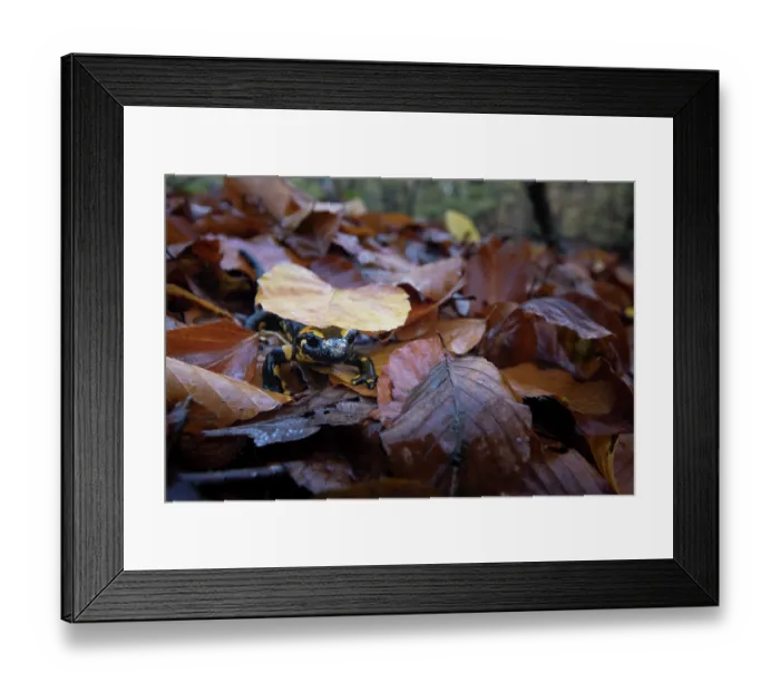 Framed Print : RF - Fire salamander (Salamandra salamandra) on dried leaves, Hallerbos, Belgium. November. (This image may be licensed either as rights managed or royalty free.) Framed Print : RF - Fire salamander (Salamandra salamandra) on dried leaves, Hallerbos, Belgium. November. (This image may be licensed either as rights managed or royalty free.)