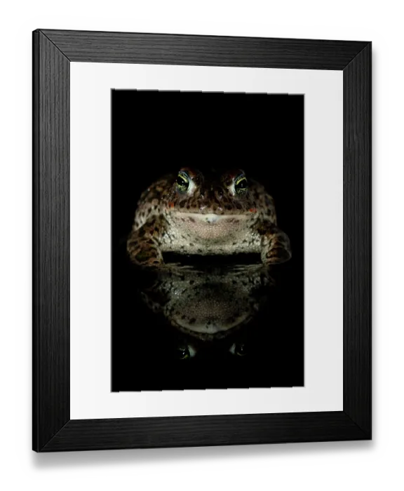 Framed Print : Natterjack toad (Epidalea calamita) at night, portrait, Millingerwaard, The Netherlands. April Framed Print : Natterjack toad (Epidalea calamita) at night, portrait, Millingerwaard, The Netherlands. April