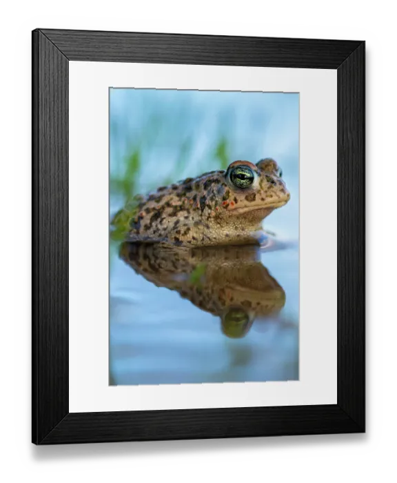Framed Print : Natterjack toad (Epidalea calamita) resting in shallow water, Millingerwaard, The Netherlands. March Framed Print : Natterjack toad (Epidalea calamita) resting in shallow water, Millingerwaard, The Netherlands. March