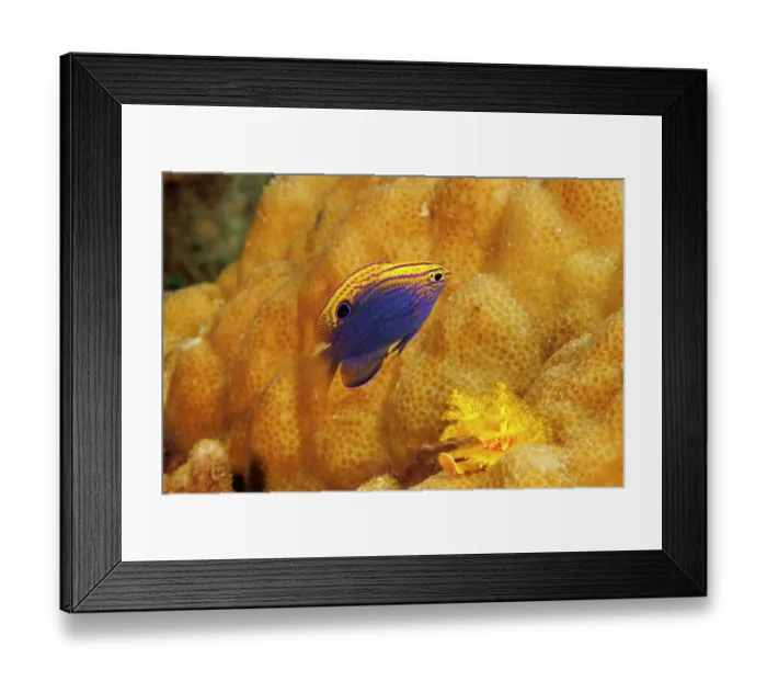 Framed Print : Princess damsel (Pomacentrus vaiuli) portrait, Guam, Micronesia, Pacific Ocean Framed Print : Princess damsel (Pomacentrus vaiuli) portrait, Guam, Micronesia, Pacific Ocean