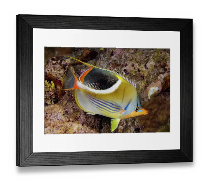 Framed Print : Saddled butterflyfish (Chaetodon ephippium) portrait, Guam, Micronesia, Pacific Ocean Framed Print : Saddled butterflyfish (Chaetodon ephippium) portrait, Guam, Micronesia, Pacific Ocean