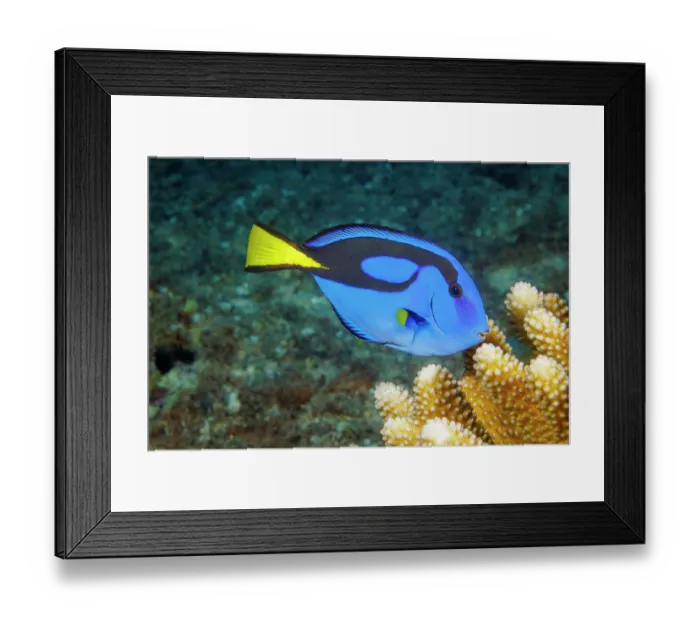 Framed Print : Palette surgeonfish (Paracanthurus hepatus) portrait, Guam, Micronesia, Pacific Ocean Framed Print : Palette surgeonfish (Paracanthurus hepatus) portrait, Guam, Micronesia, Pacific Ocean