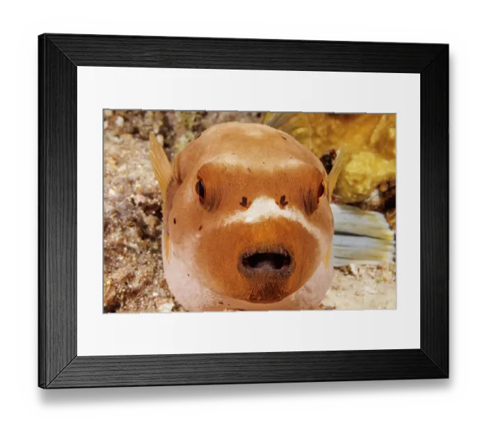 Framed Print : Blackspotted puffer (Arothron nigropunctatus) portrait, Guam, Micronesia, Pacific Ocean Framed Print : Blackspotted puffer (Arothron nigropunctatus) portrait, Guam, Micronesia, Pacific Ocean